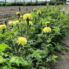 Image result for Tagetes erecta
