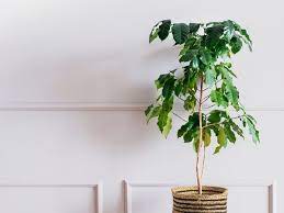 When cutting back coffee plant, remember this plant is very forgiving and pruning back harshly won't harm the plant at all. Coffee Plant Care And Growing Guide