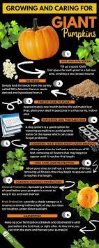 Growing And Caring For Giant Pumpkins Growing Pumpkins Pumpkin Garden Giant Pumpkin