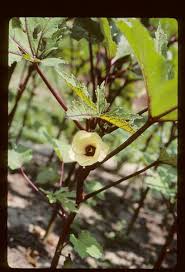 Image result for Abelmoschus