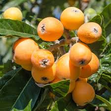 Image result for Eriobotrya