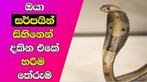 Evidence to support dream analysis is a study by solms in 2000. Snake Dreams Meaning Your Personality Sinhala Youtube