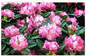 Spring blooming trees are a welcome and desired sight in the landscape. 26 Types Of Pink Flowers Tips Pictures Proflowers Blog