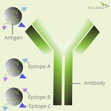 Monoclonal antibodies are biological drugs used to treat cancers, certain types of arthritis, lupus, ms, and ibd. An Overview Of Polyclonal And Monoclonal Antibodies Their Differences And How To Choose Goldbio
