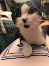 Has anyone seen my friends kitchen. She lives down Beryton Close. She's  never been out before but managed to get out last night. Can everyone keep  and eye out please. Either msg