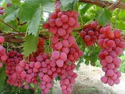 Pin On Grapes