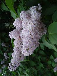 Lilacs Smelling Flowers Lilac Flowers Lilac
