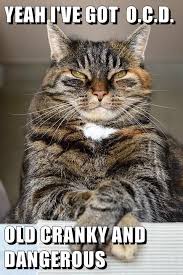 O C D Funny Cats Funny Animal Pictures Cute Funny Animals