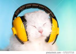 Funny and cool photos to brighten your day. Portrait Of Fluffy Cat In Headphones On Blue Background Music Earphones Cool Animal Concept Studio Photo White Pussycat Stock Images Page Everypixel