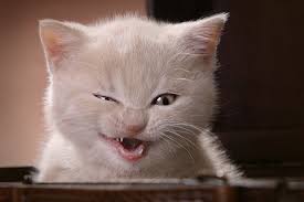Fat Kitten
