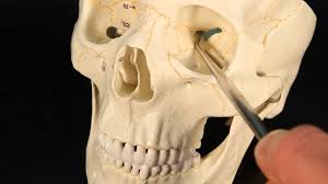 Image result for Sphenoid Bone