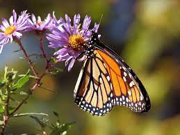 Not only will this plant attract butterflies, but hummingbirds and bees will love you for planting bee balm. Plants That Attract Butterflies The Best Plants For Butterflies The Old Farmer S Almanac