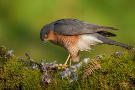 7 Sparrowhawk Facts You Need To Know Discover Wildlife