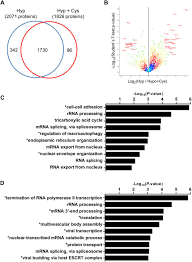 The ribosome facilitates decoding by inducing the binding of complementary trna anticodon sequences to mrna codons. Transglutaminase 2 Mediates Hypoxia Induced Selective Mrna Translation Via Polyamination Of 4ebps Life Science Alliance
