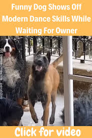 Funny Dog Shows Off Modern Dance Skills While Waiting For Owner In 2020 Funny Dogs Dog Show Malinois Dog