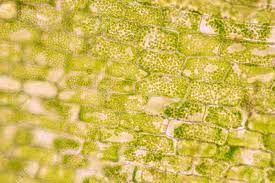 8 ultrastructure of a plant cell as seen through an electron microscope. Cell Structure Hydrilla View Of The Leaf Surface Showing Plant Cells Under The Microscope For Classroom Education Stock Photo Picture And Royalty Free Image Image 155719781