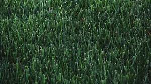 Jonathan green black beauty vs gci tttf grass seed review. Best Lawn Fertilizer For Your Lawn 2019 Update House Method