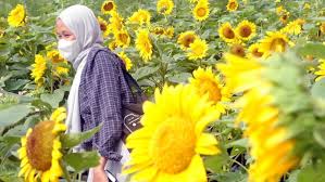 Budidaya bunga matahari dalam skala besar tentu akan mendatangkan keuntungan, salah satunya beberapa dari bunga matahari yang bisa dimanfaatkan untuk dijual. Hamparan Kebun Bunga Matahari Ini Ada Di Atap Gedung Lho