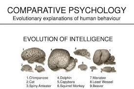 Comparative Psychology And Animal Behavior In 2020 Animal Behavior Behavior Psychology
