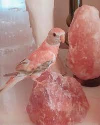 Rose Quartz Bird Pretty Animals Funny Animal Pictures Animals