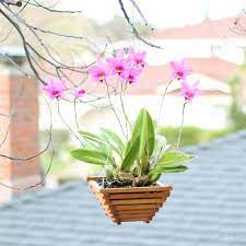 Wood slat vanda orchid baskets. Wood Orchid Baskets For Vanda Cattleya And Other Orchids