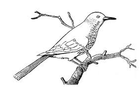 It's very likely that you've seen one in your backyard. Robin Bird On Dead Tree Branch Coloring Page Download Print Online Coloring Pages For Free Color Nimbus