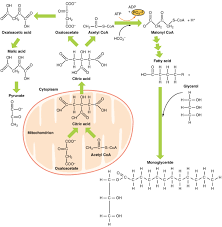 Metabolic Functions Of The Liver Carbohydrates Lipids