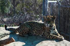 Cameron Park Zoo Small Town Wonderful Cameron Park Zoo Small Towns