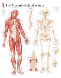 Learning to see and draw energy. Anatomical Wall Charts Scientific Publishing