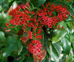 Image result for Combretum mkuzense