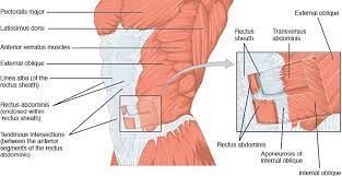 Side muscles of the torso external. Oblique Muscle The Definitive Guide Biology Dictionary