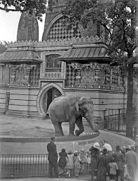 The Elephants Of The Berlin Zoo In 2020 Elephant Zoo Zoo Animal Habitats