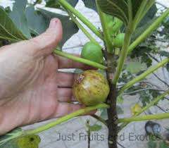 9 exotic fruits and veggies america is missing out on. Products Just Fruits And Exotics
