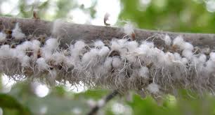 Résultat de recherche d'images pour "woolly aphids"