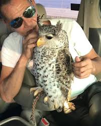 Cute face, heart-shaped feathers, and long eyelashes