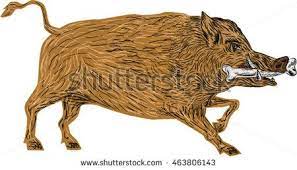Illustration Of A Wild Pig Boar Razorback Walking With Bone In Mouth Viewed From Side Set On Isolated White Background Don Retro Illustration Illustration Boar