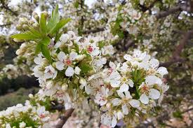 Image result for Pycreus fluminalis