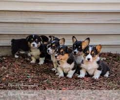 Browse thru our id verified puppy for sale listings to find your perfect puppy in your area. View Ad Pembroke Welsh Corgi Puppy For Sale Near Wisconsin Merrimac Usa Adn 122626