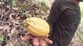 Oh you have have you and when was this. Ivory Coast Cocoa Farmers Taste Chocolate For The First Time Youtube