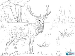 Free Printable Elk Coloring Pages Coloring Home In Eurasia Elk Coloring Pages Deer Coloring Pages Free Printable Coloring Pages Animal Coloring Pages