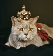 Some would say that it's impossible to. How To Show Your Cat You Love Them Stay At Home Cat Mom