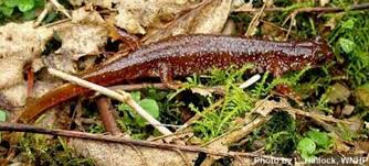 Image result for Bothriocline ruwenzoriensis