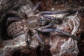 Custom designed terrariums, cages and enclosures for your tarantula or invertabrate. Cyriopagopus Albostriatus The Thai Zebra Tarantulas