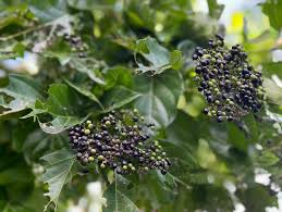 Image result for Premna serratifolia