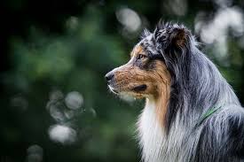 15 Breeds With Least Health Problems Top Dog Tips