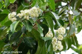 Contextual translation of kelat in english into english. Pokok Kelat Jambu Laut Lagoona Resort Training Camping Facebook