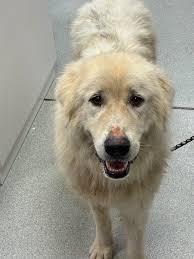 This friendly pup was found around 6629 New Town Rd, College Grove. The dog  was wearing a collar but unfortunately does not have a microchip. If this  dog belongs to you, or