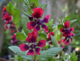Bat Face Cuphea Purple Pink Cuphea Llavea March Blooms Little Garden Bloom Plants