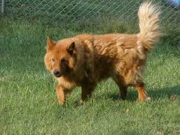 Maybe you would like to learn more about one of these? Golden Retriever Chow Mix For Sale Petsidi