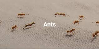 We introduce our self as dynamic, fresh and environment friendly company. Find Your Pest Control Service In Abu Dhabi With Mr Usta For A Pest Free Home